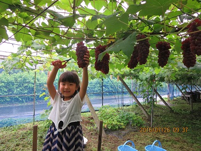 鷹之羽ぶどう園 群馬のぶどう狩り ぶどう直売 全国発送 群馬県 榛東村ぶどう郷 吉岡町小倉ぶどう郷